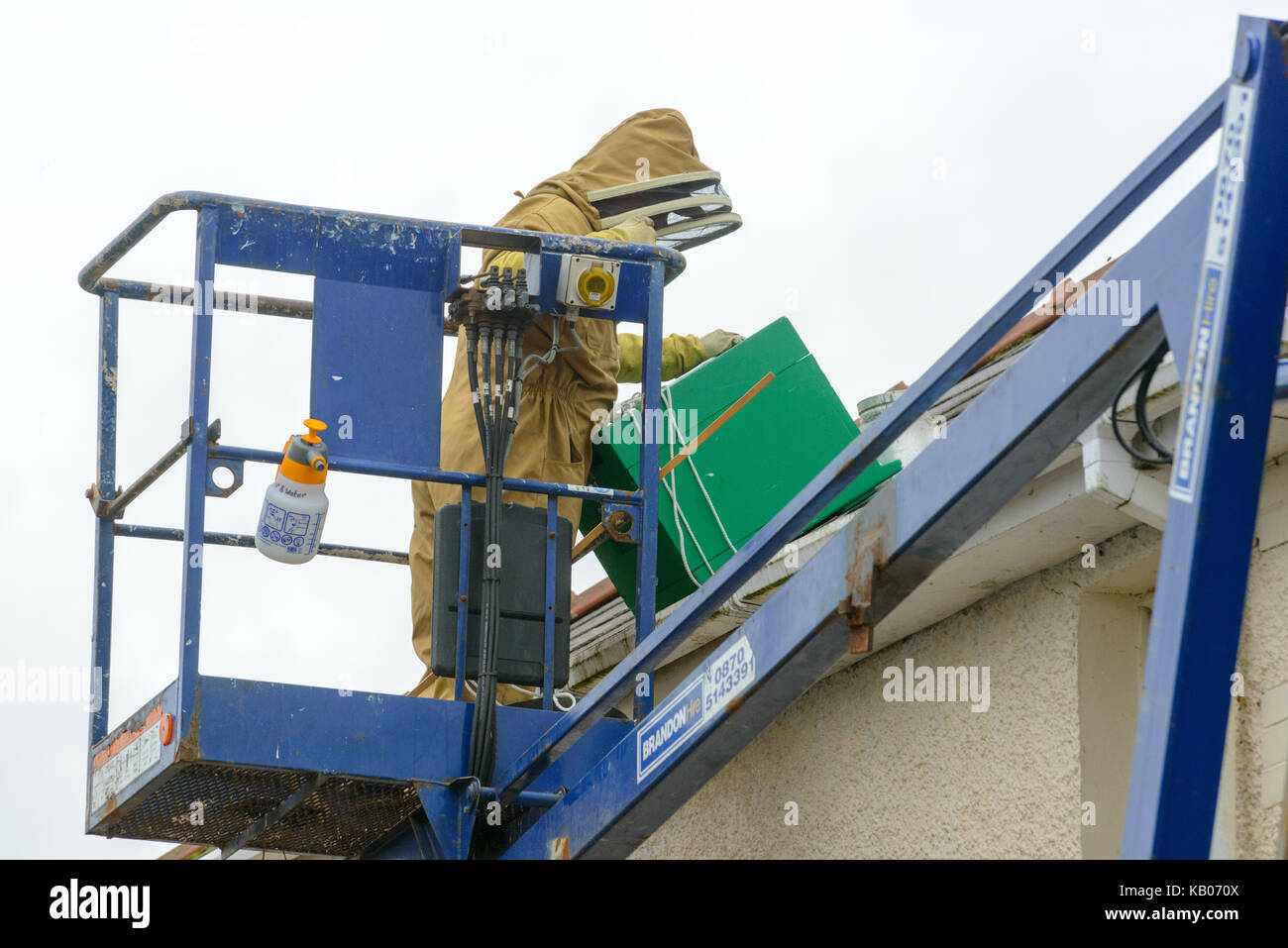 Spécialiste de l'installation d'un antiparasitaire brood fort afin d'encourager une colonie d'abeilles à miel pour passer d'une chambre cheminée. Banque D'Images