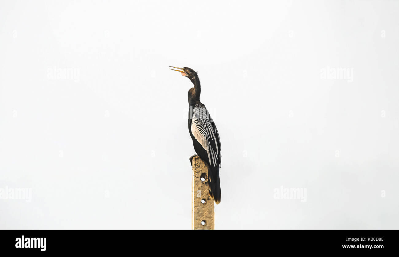 Plus Dun Oiseau Anhinga Pôle énergie Sur Les Régions Du
