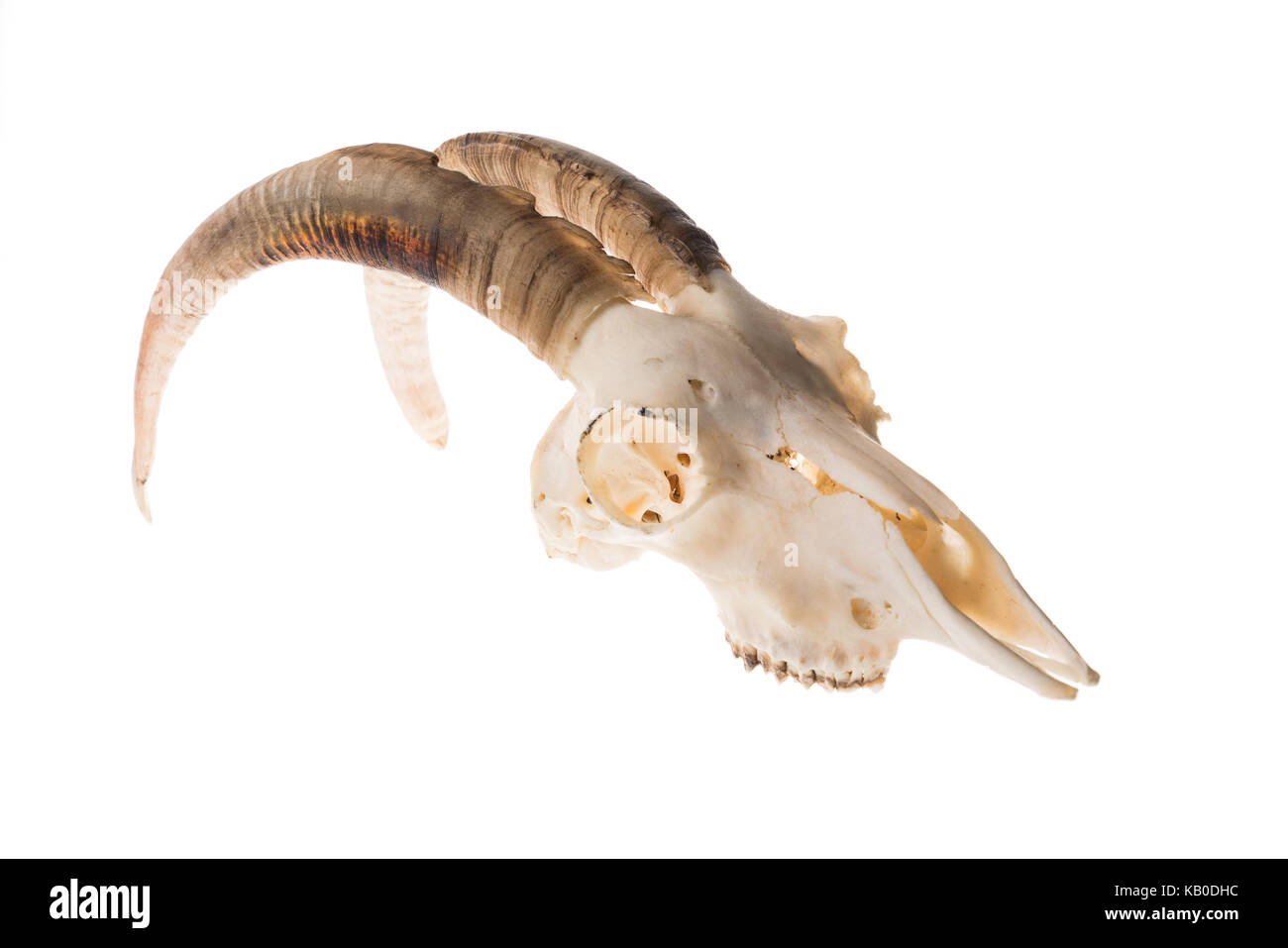 Crâne avec cornes de chèvre isolé sur fond blanc, décoration halloween Banque D'Images