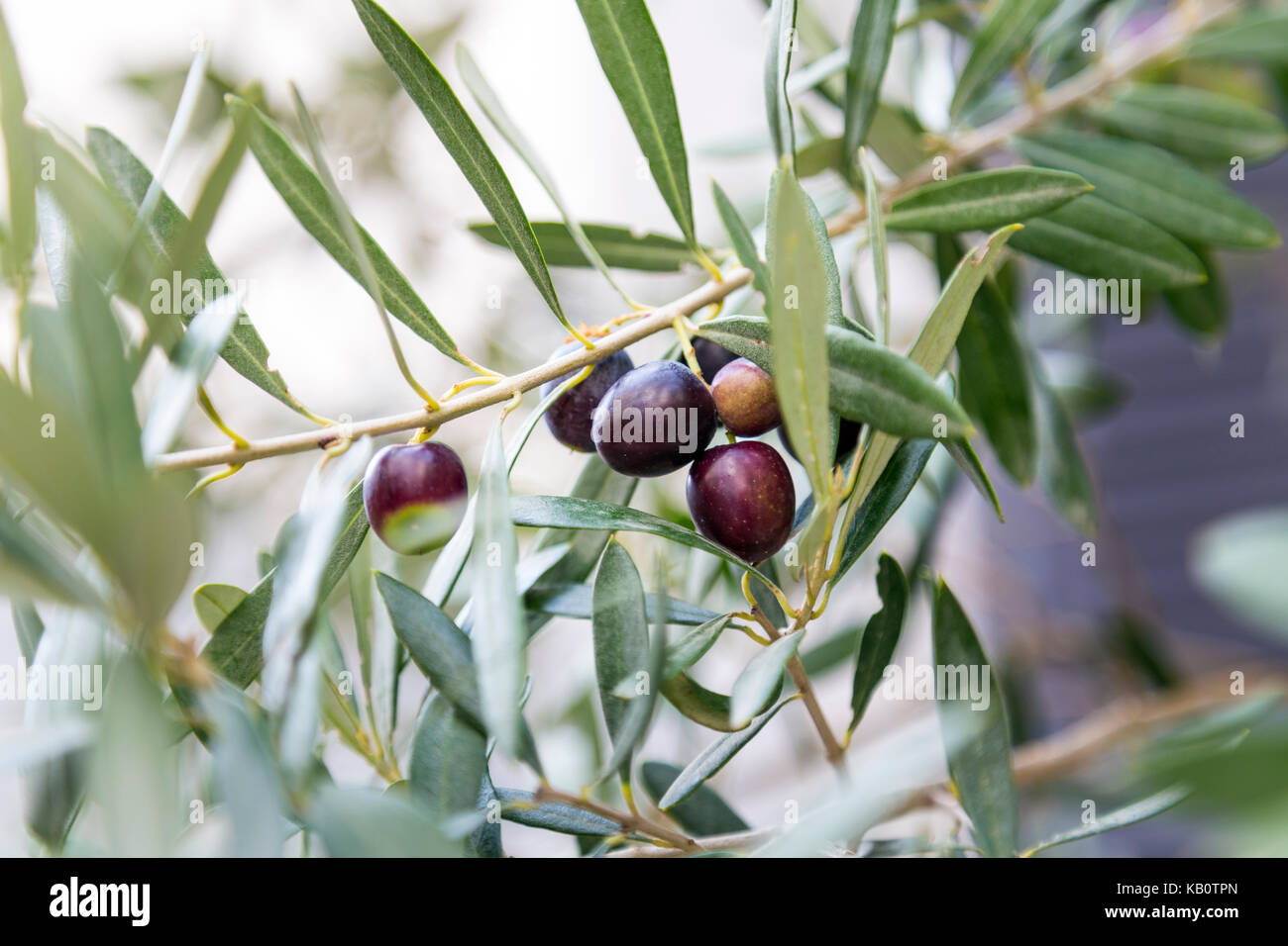 Olives noires poussant sur un arbre en France Banque D'Images