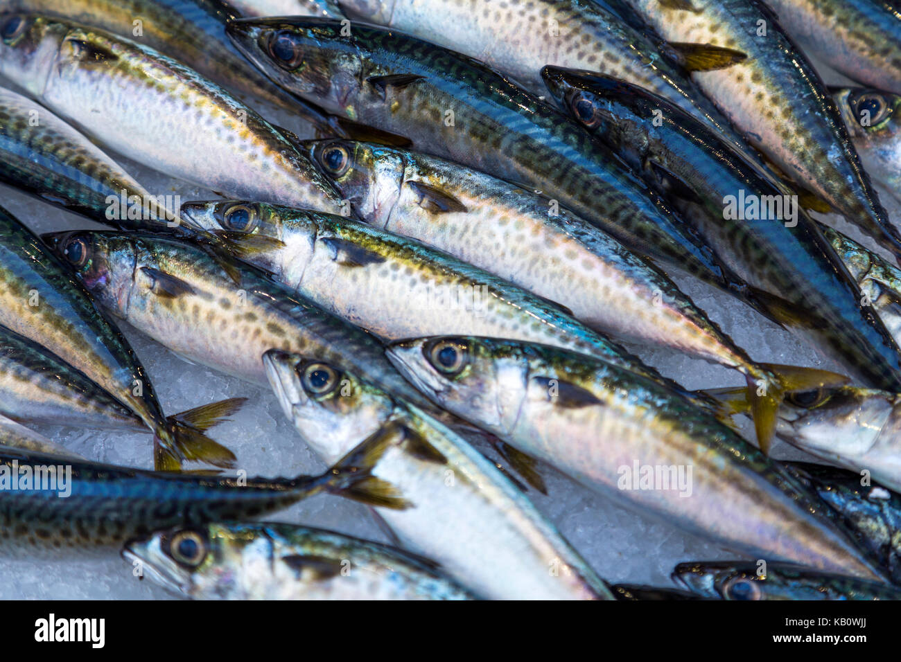 Sardines fraîches sur la glace pour la vente à un décrochage du marché de poissons, Marseille, France Banque D'Images