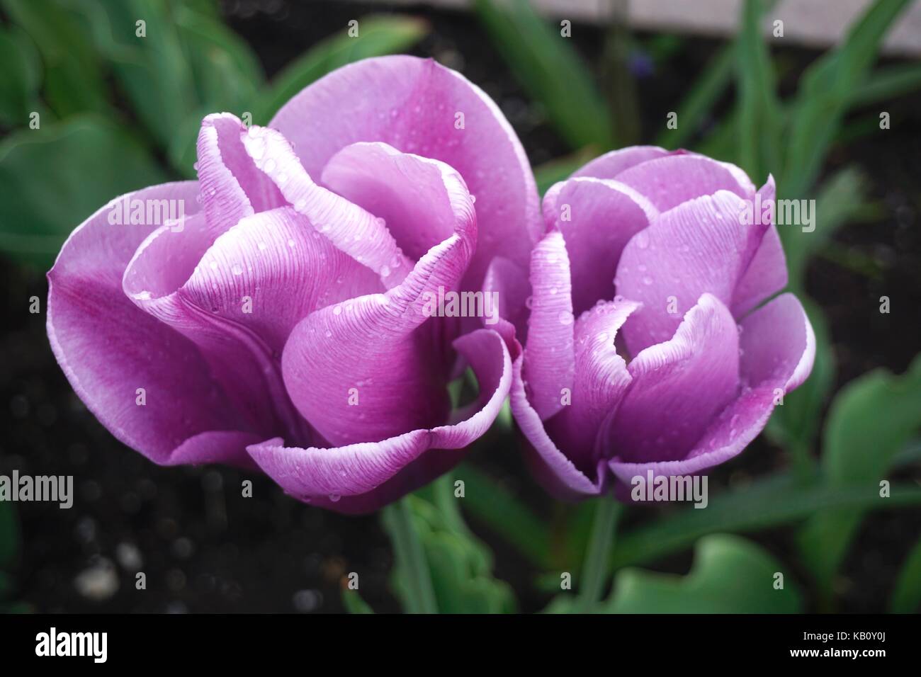 Close up of purple tulips avec gouttes de pluie Banque D'Images