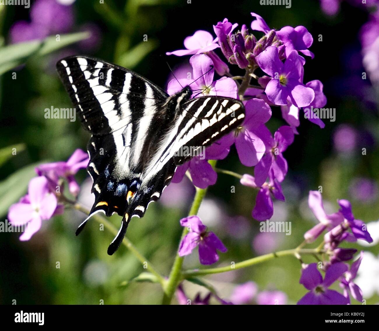 Papillon noir et blanc sur le phlox violet Banque D'Images