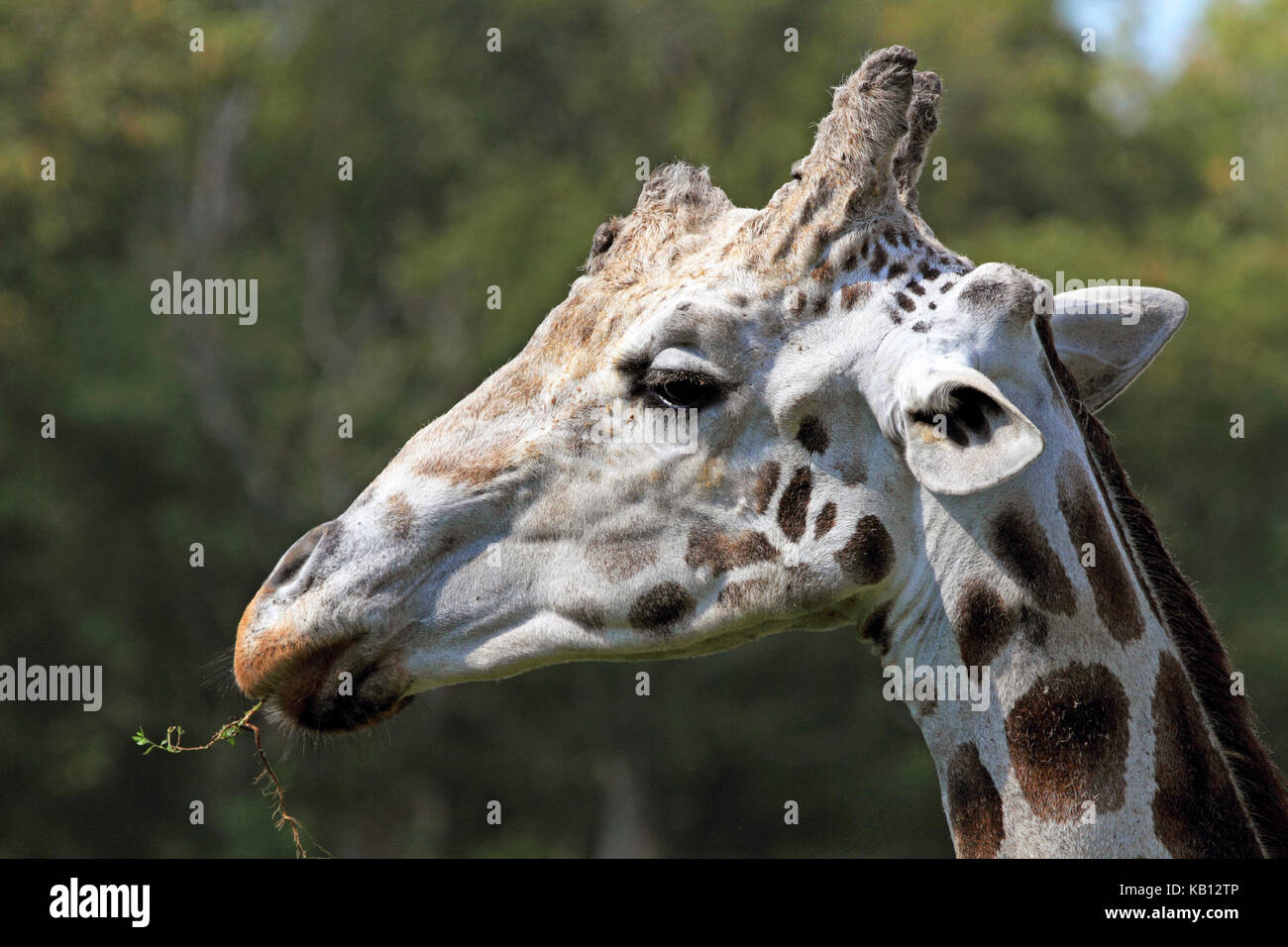 Giraffe réticulée, Giraffa camelopardalis réticulée, le Zoo de Cape May County, New Jersey, USA Banque D'Images