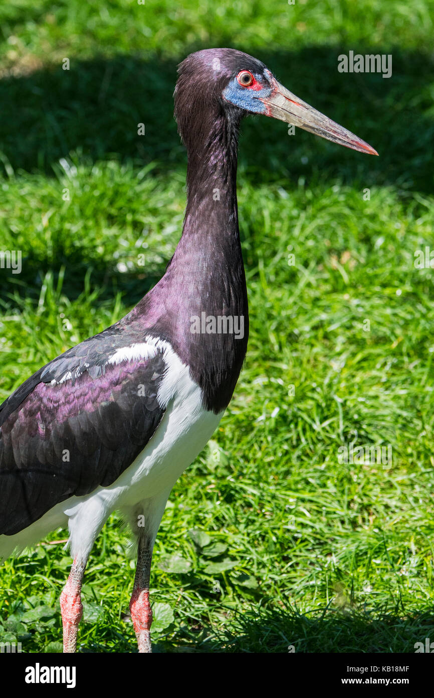 Abdim's stork / white-bellied stork (Ciconia abdimii) originaire d'afrique Banque D'Images