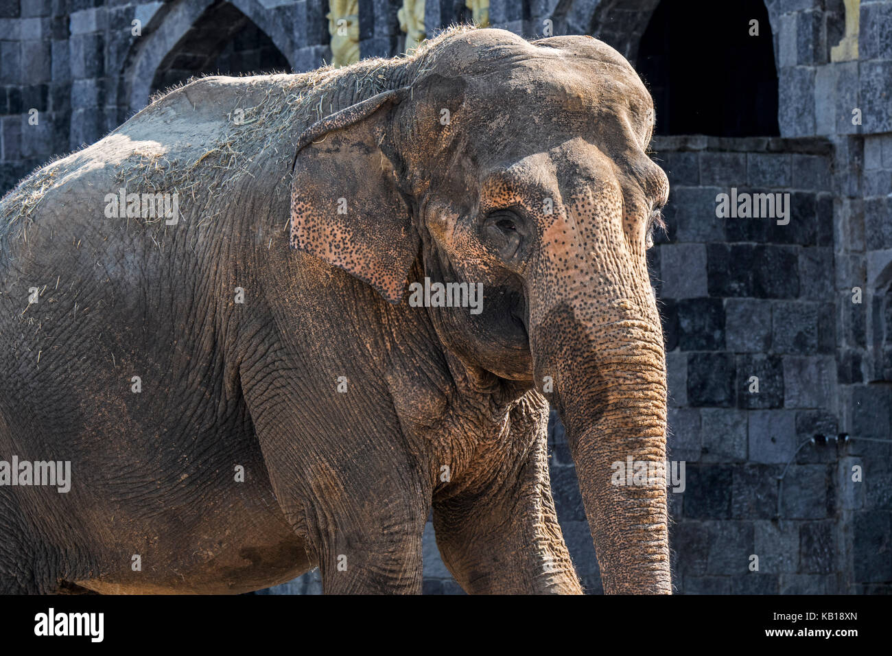 Peau dépigmentées sur le front et les oreilles de l'éléphant d'Asie éléphant asiatique / (Elephas maximus). Banque D'Images