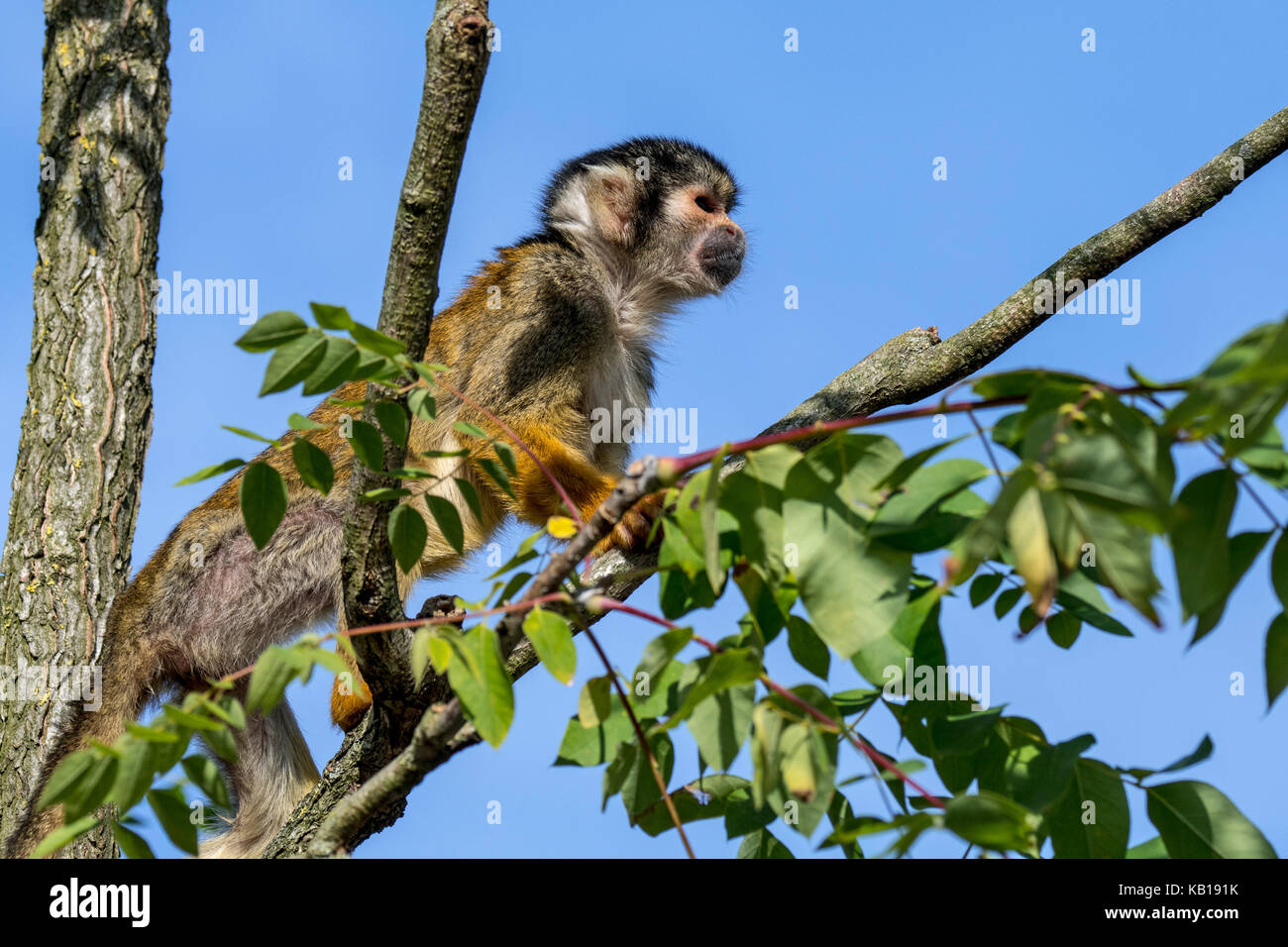 Black-capped / singe-écureuil singe écureuil (Saimiri péruvien boliviensis peruviensis) se nourrissent dans arbre, originaire de l'Amérique du Sud Banque D'Images
