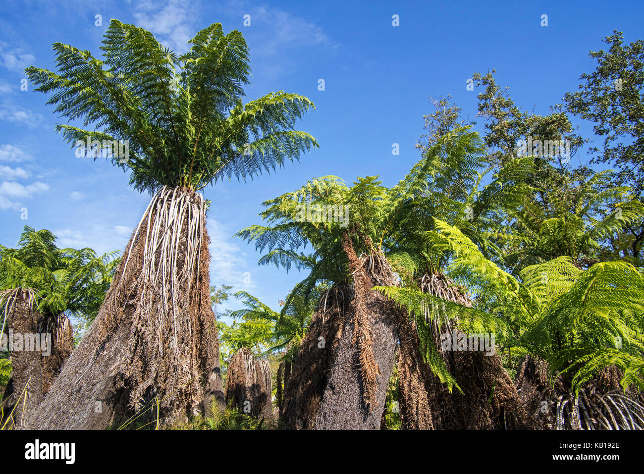 Les fougères arborescentes (Dicksonia fougères homme / antarctique) evergreen tree fern originaire de l'Est de l'Australie Banque D'Images