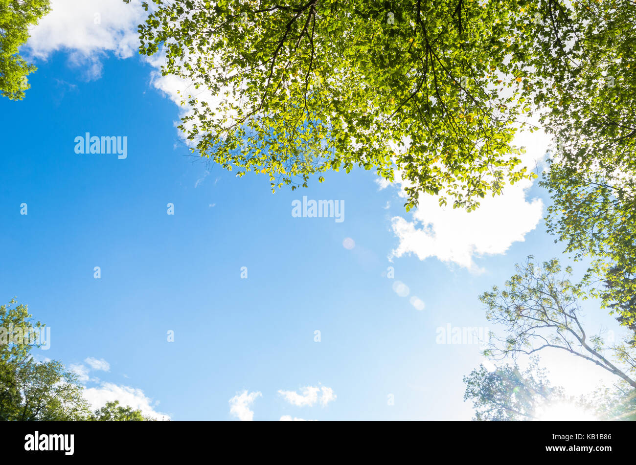 Regardant un ciel bleu à travers les arbres Banque D'Images