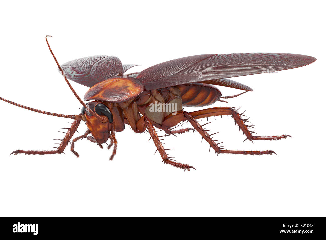 Créature d'insectes bug cafard Banque D'Images