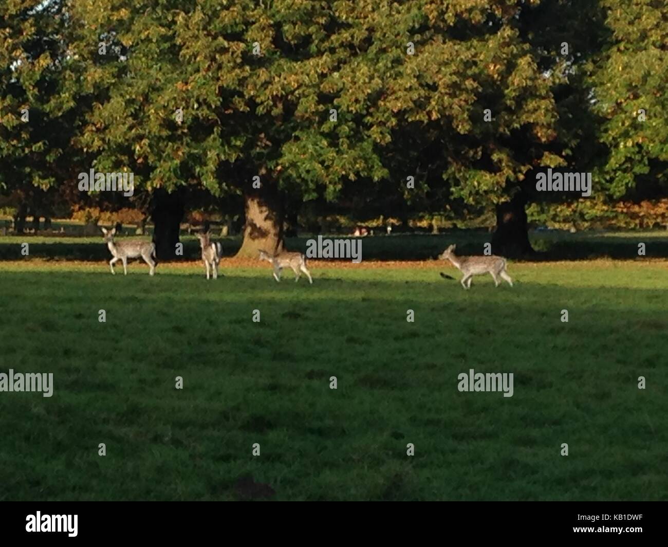 Cerfs et chevreuils à Nottingham wollaton park Banque D'Images