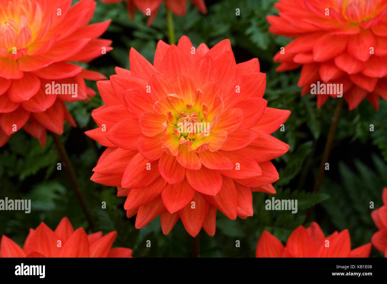 Dahlia 'ruby' taratahi fleurs. Banque D'Images