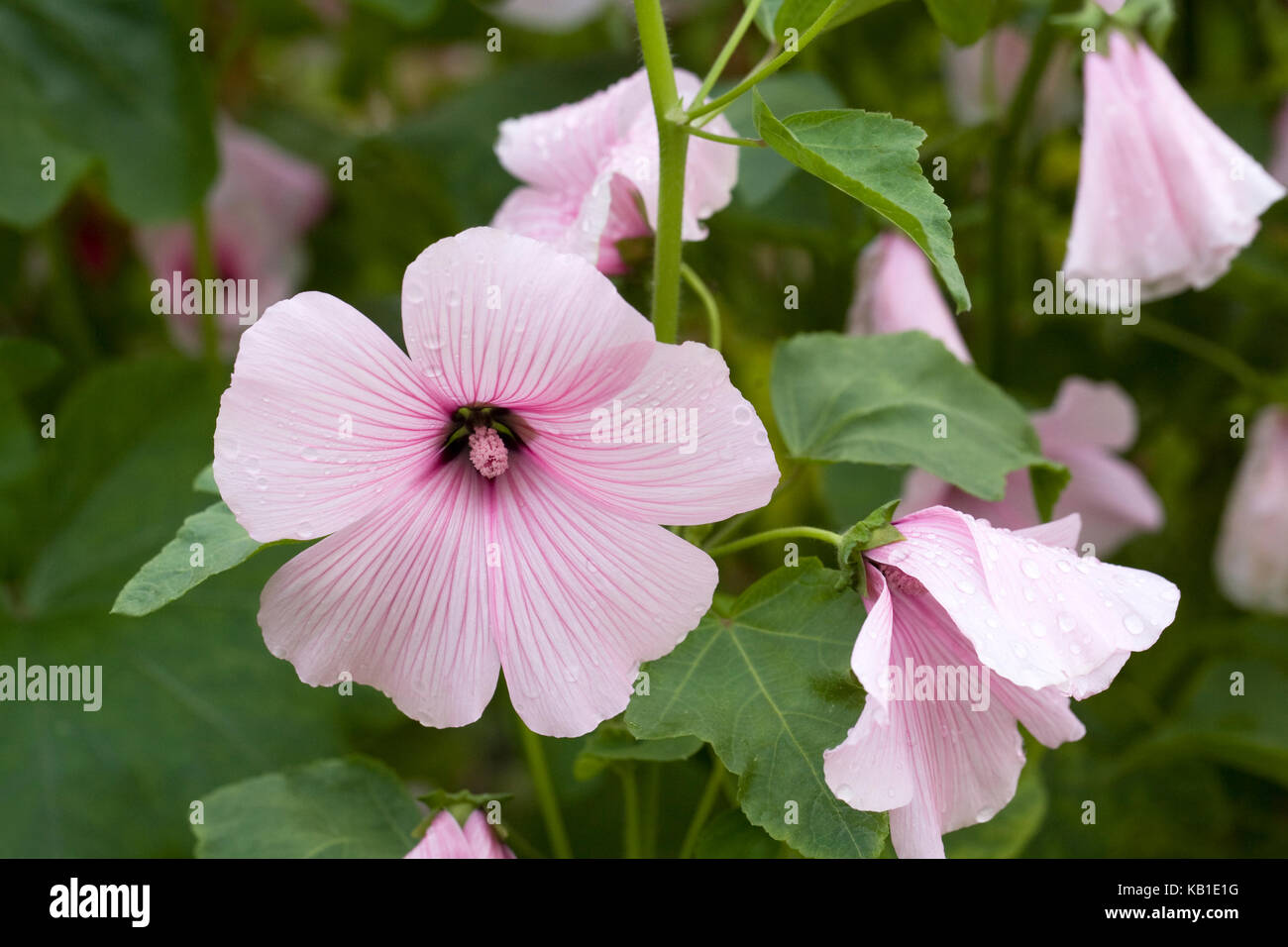 Lavatera trimestris fleurs. Banque D'Images