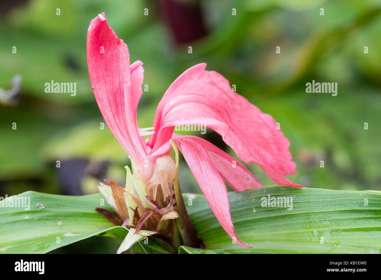Fleur rouge de la hardy le gingembre, Roscoea purpurea 'Red Gurkha' Banque D'Images Fleur rouge de la hardy le gingembre, Roscoea purpurea 'Red Gurkha' Banque D'Images