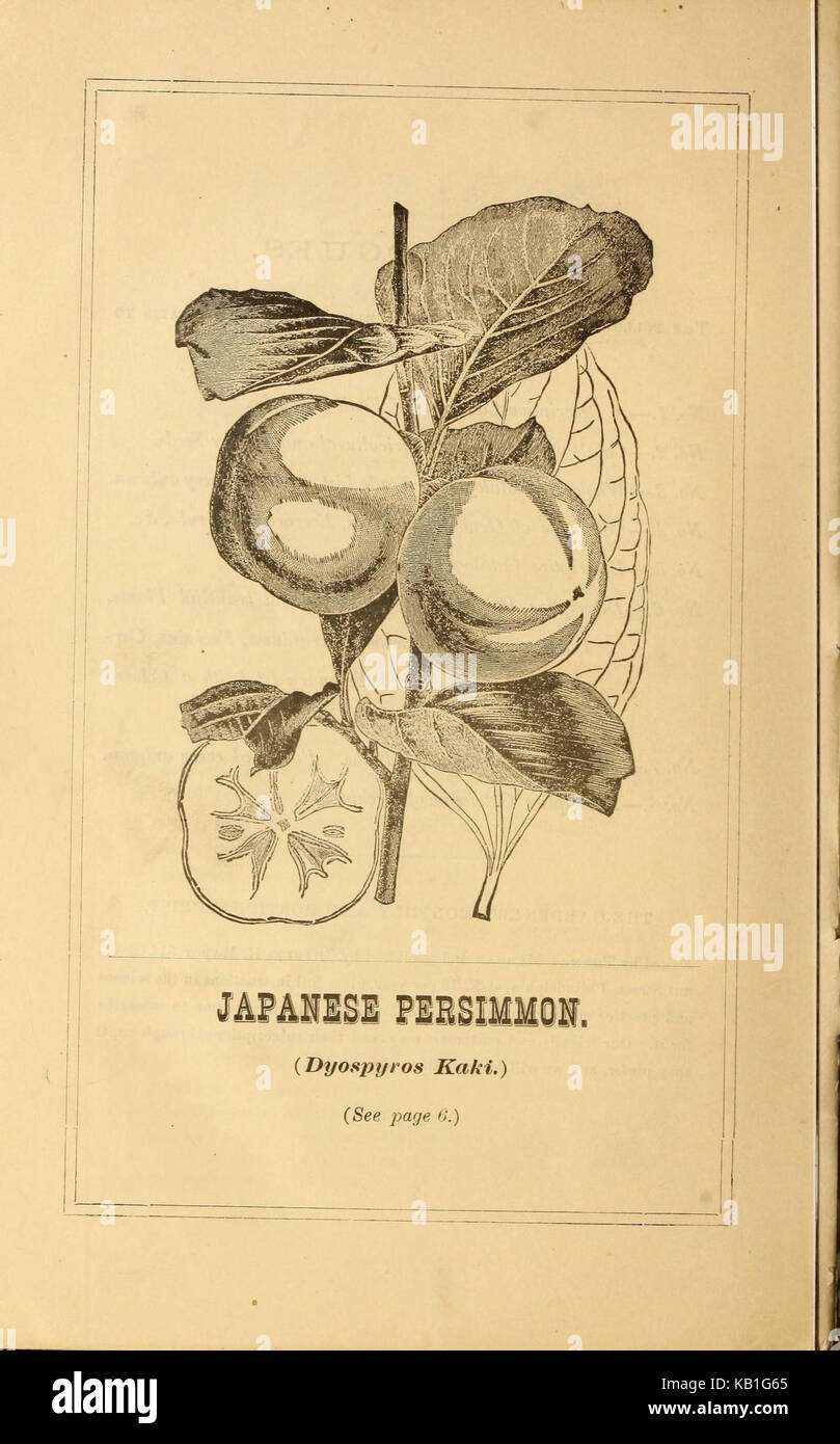 Catalogue de gros de fruits, Evergreen et arbres d'ornement arbustes, roses, les plantes de serre, etc. pour l'automne 1880 et au printemps 1881 (17069340015) Banque D'Images