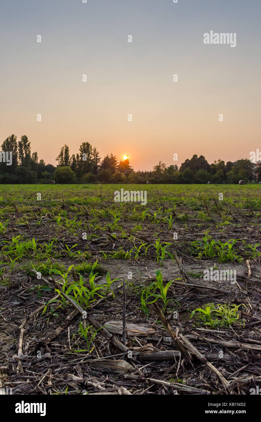 Mauvaises récoltes sur terrain contre le ciel (armageddon theme) Banque D'Images