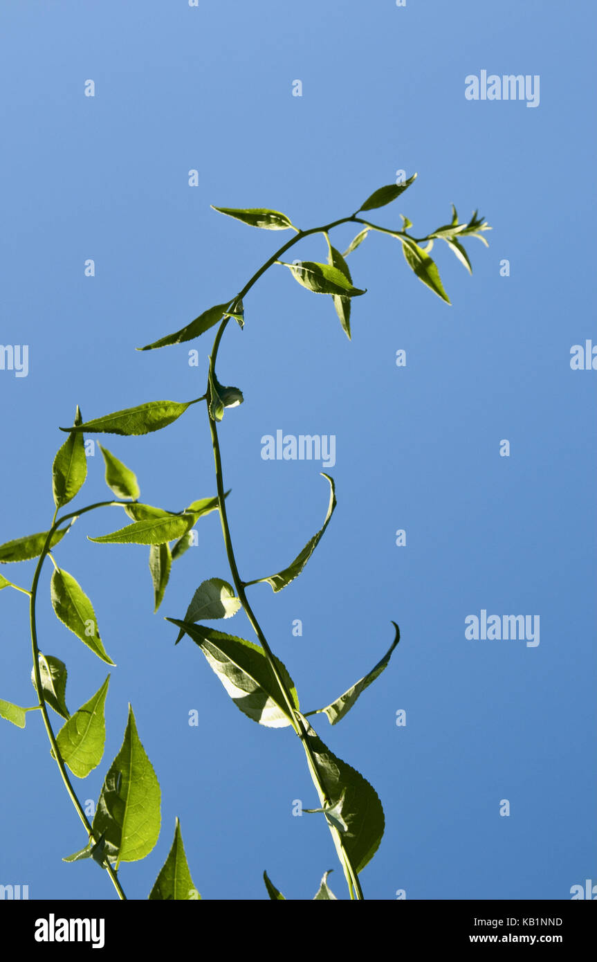 Botanique, jeune arbre, fourche, feuilles, ciel bleu, Banque D'Images