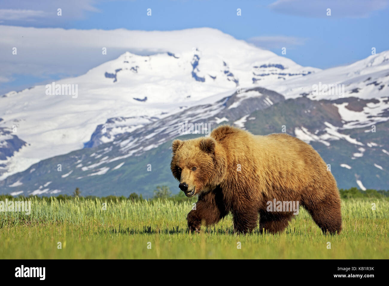 Amérique du Nord, États-Unis, Alaska, parc national de Katmai, Hello, Bay, ours brun, Ursus arctos, Banque D'Images