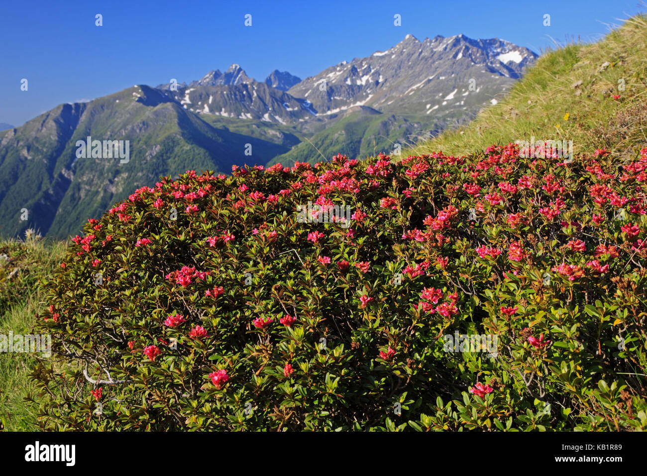 L'Autriche, la Carinthie, Haut Tauern (Hohe Tauern), parc national du Haut Tauern, Grossglockner Hochalpenstrasse, alpine rose, Rhododendron ferrugineum, alpenrose, groupe de piles, Banque D'Images L'Autriche, la Carinthie, Haut Tauern (Hohe Tauern), parc national du Haut Tauern, Grossglockner Hochalpenstrasse, alpine rose, Rhododendron ferrugineum, alpenrose, groupe de piles, Banque D'Images