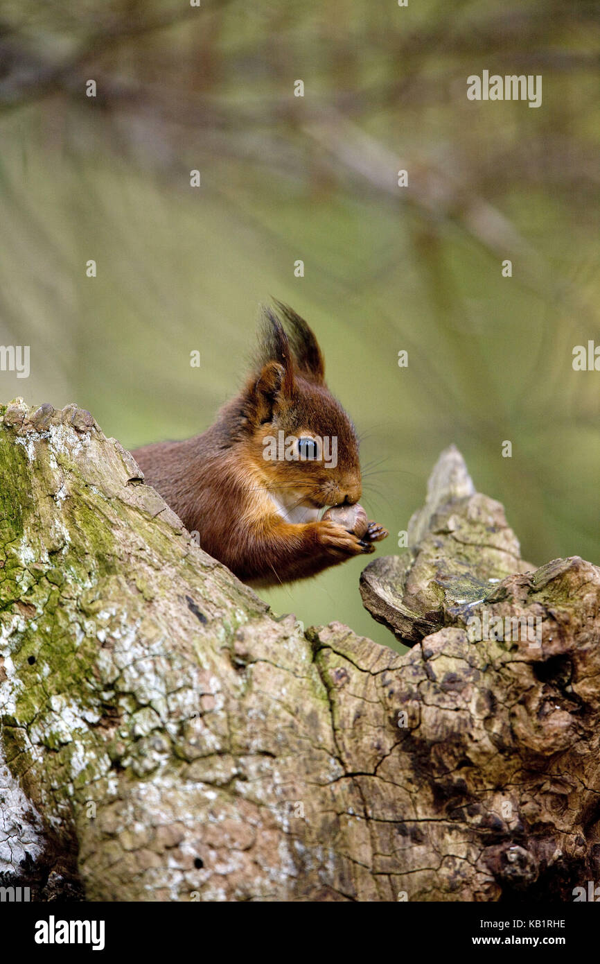 L'écureuil roux, sciurus vulgaris, tronc, s'asseoir, de l'alimentation, de noisette, Banque D'Images