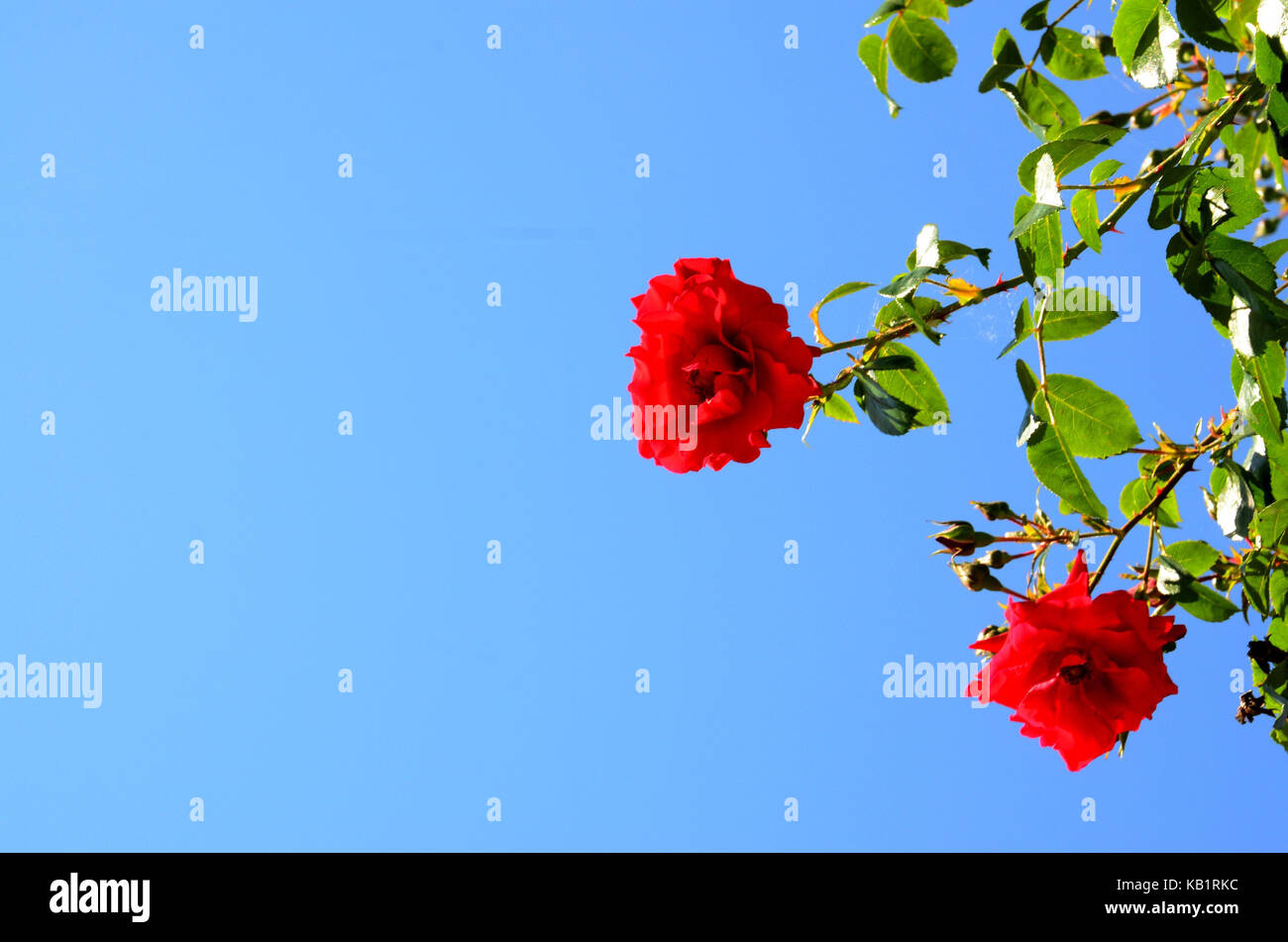 La botanique, les rosiers arbustes, rouge, Banque D'Images