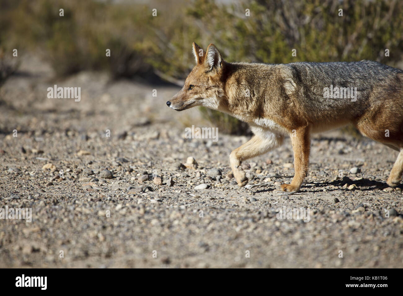 La Bolivie, los lipez, laguna canapa andes, Fox, Banque D'Images