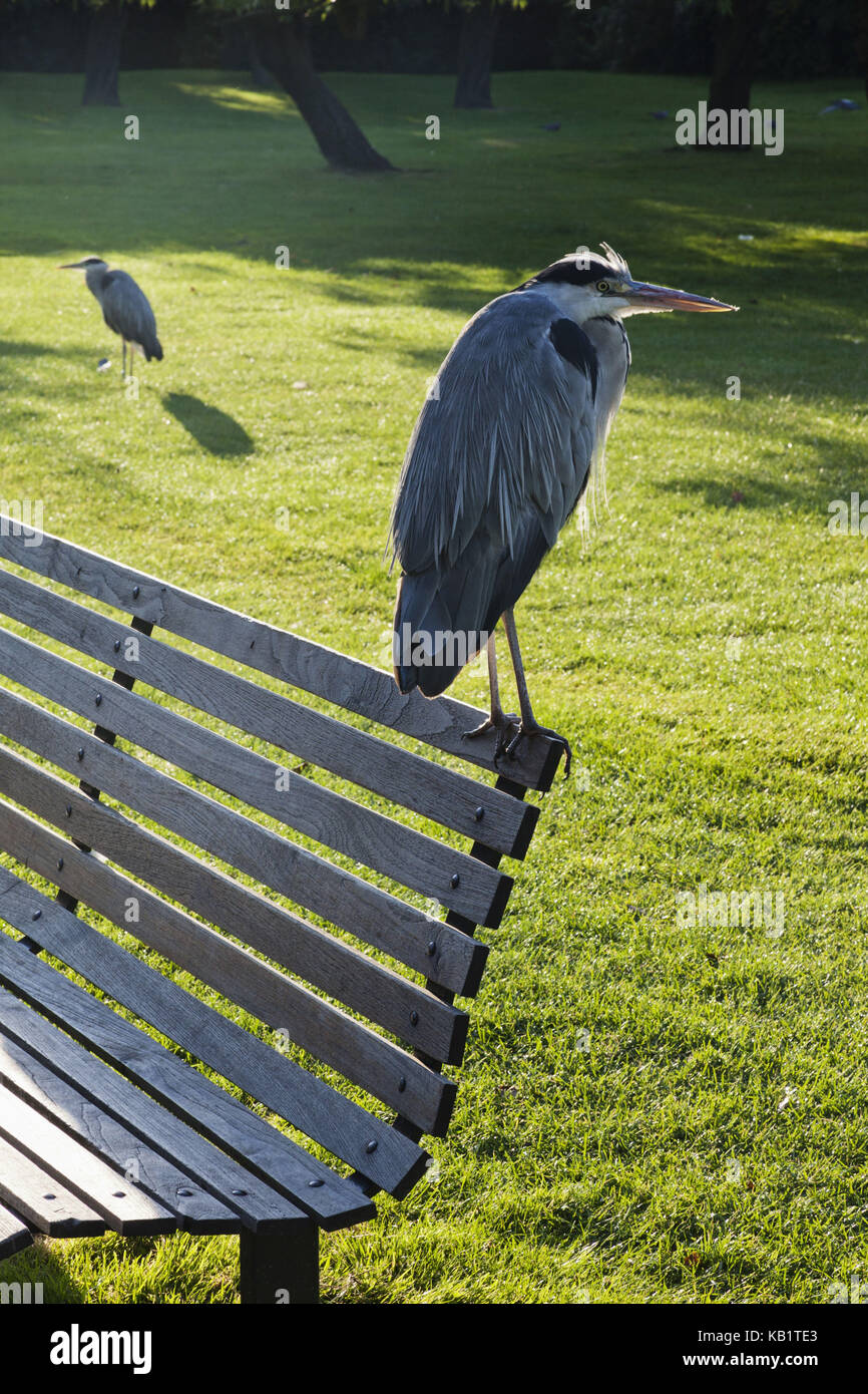 L'Angleterre, Londres, Regents Park, parc-banc, pré, hérons cendrés, Banque D'Images
