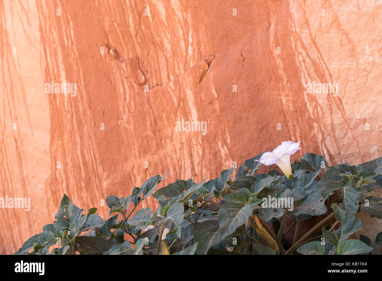 Datura sacrad fleurit à la base d'une falaise en Grand Staircase - Escalante National Monument (Utah). Banque D'Images