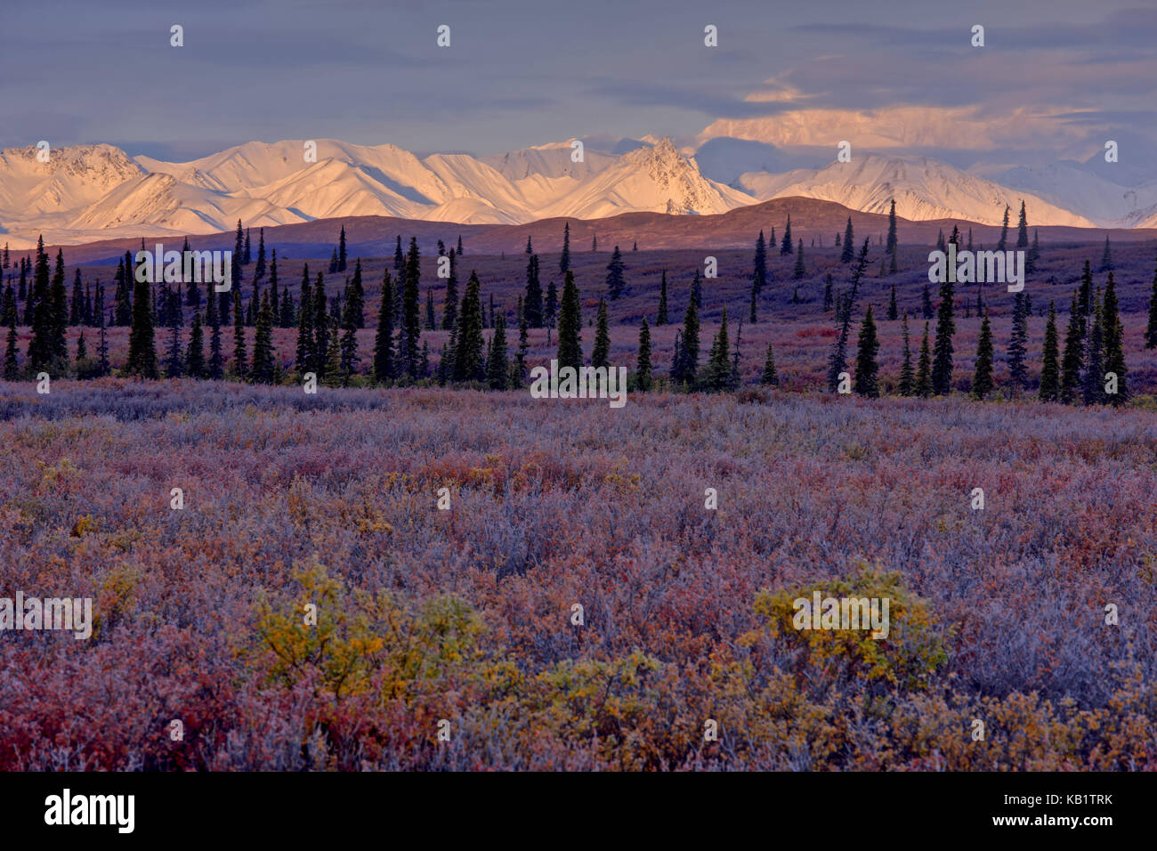 Amérique du Nord, les États-Unis, l'Alaska, Denali National Park, Alaska, tundra, bleuet d'arbustes, le mont McKinley, le mont Denali, Banque D'Images