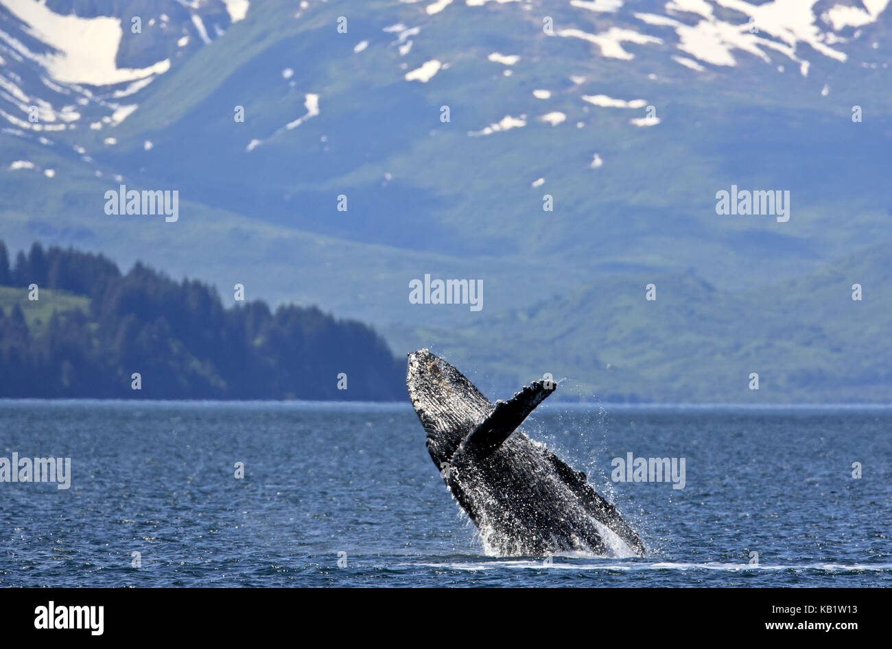 Amérique du Nord, les États-Unis, l'Alaska, l'Islande, Kodiak jumping rorqual à bosse, Megaptera novaeangliae, Banque D'Images