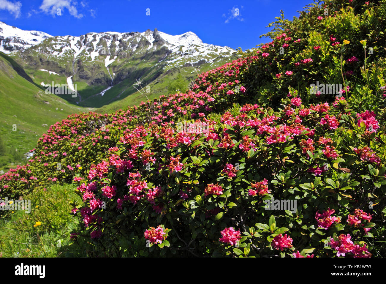 L'Autriche, la Carinthie, Haut Tauern (Hohe Tauern), parc national du Haut Tauern, Grossglockner Hochalpenstrasse, alpine rose, Rhododendron ferrugineum, alpenrose, Banque D'Images