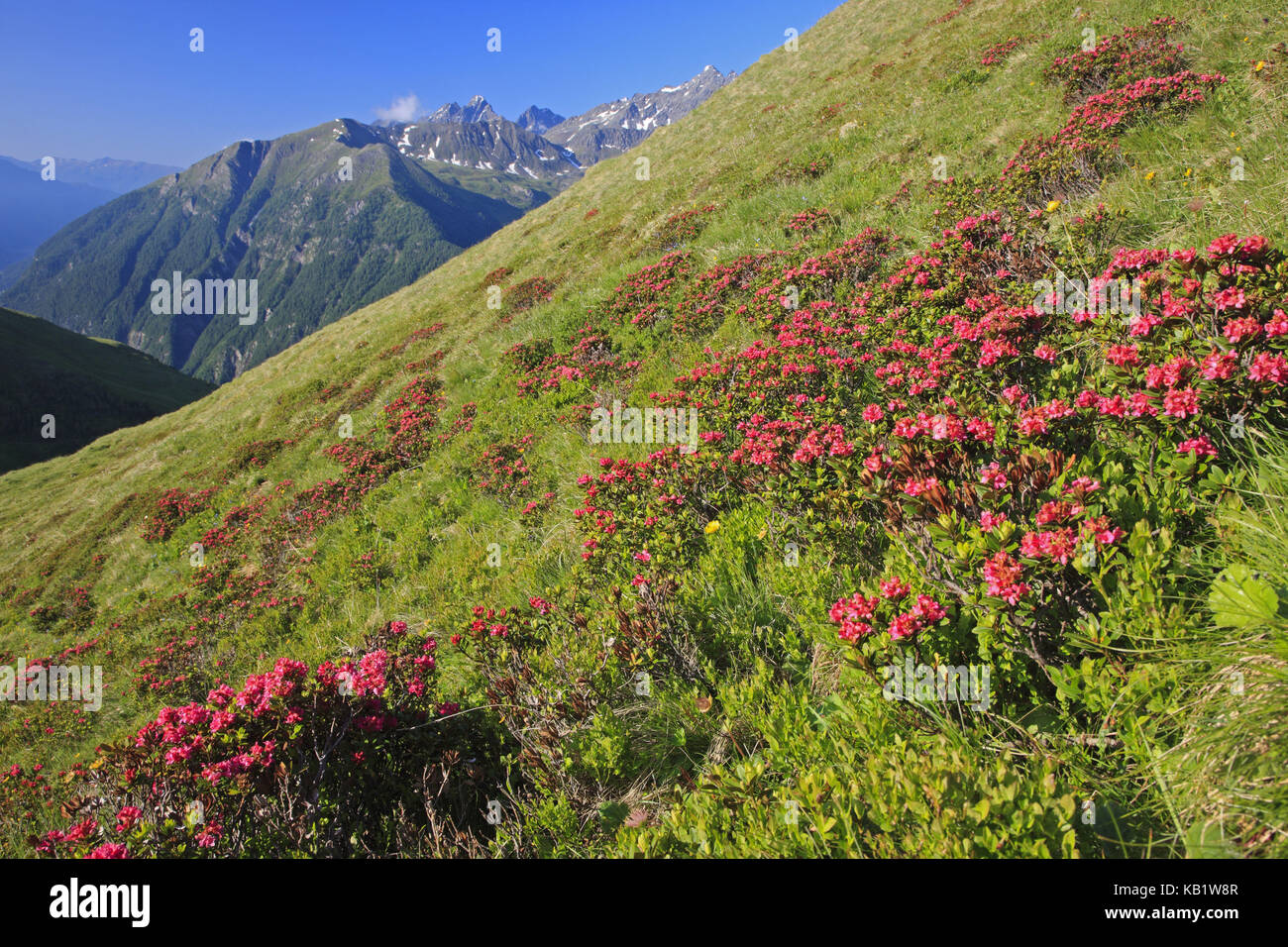 L'Autriche, la Carinthie, Haut Tauern (Hohe Tauern), parc national du Haut Tauern, Grossglockner Hochalpenstrasse, alpine rose, Rhododendron ferrugineum, alpenrose, groupe de piles, Banque D'Images L'Autriche, la Carinthie, Haut Tauern (Hohe Tauern), parc national du Haut Tauern, Grossglockner Hochalpenstrasse, alpine rose, Rhododendron ferrugineum, alpenrose, groupe de piles, Banque D'Images