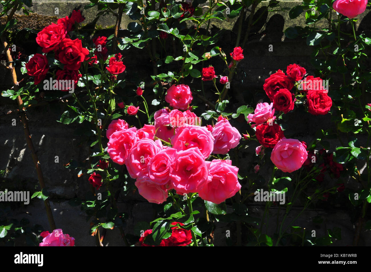 La botanique, d'un buisson de roses, roses, Banque D'Images