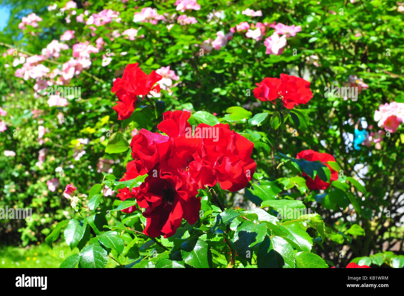 La botanique, rosier, rouge, Banque D'Images