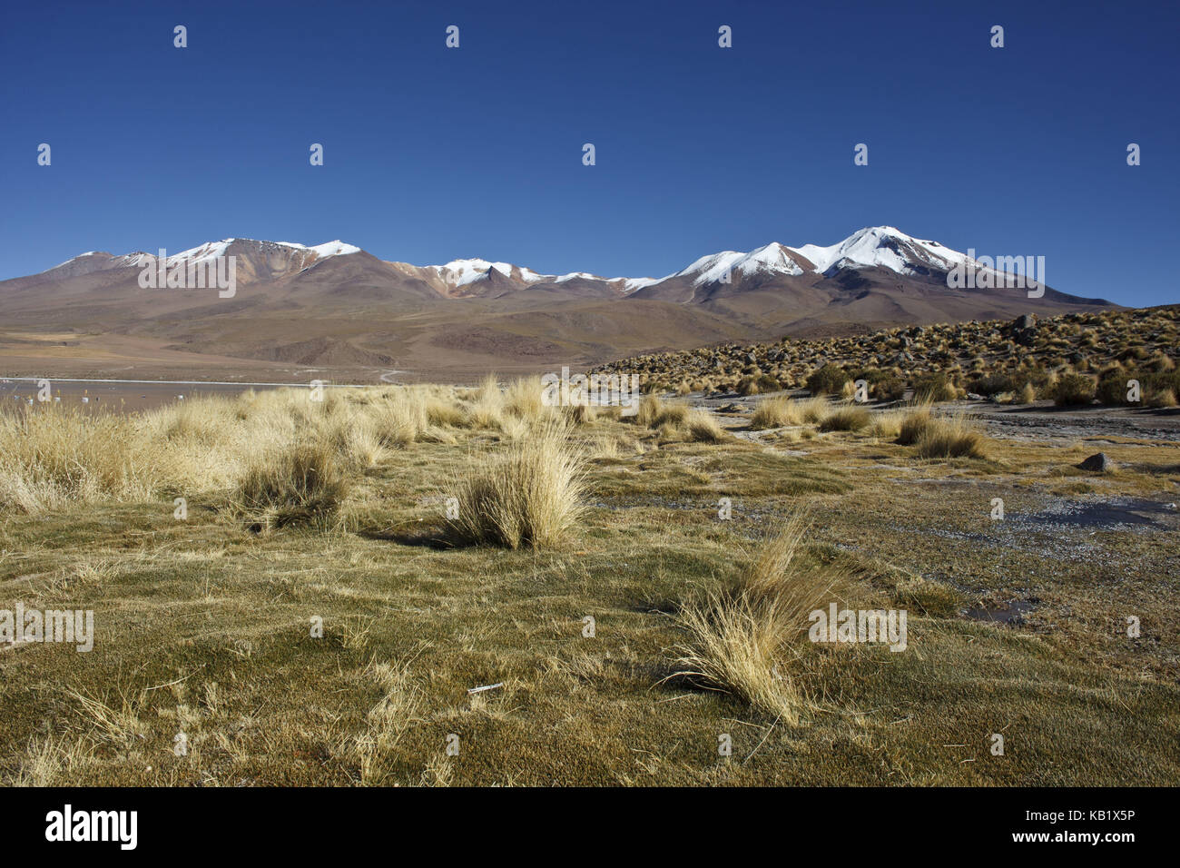 La Bolivie, los lipez, laguna canapa, Banque D'Images