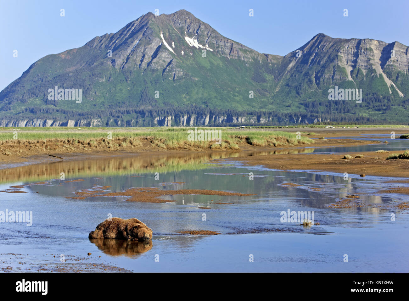 Amérique du Nord, États-Unis, Alaska, parc national de Katmai, Hello, Bay, ours brun, Ursus arctos, Banque D'Images