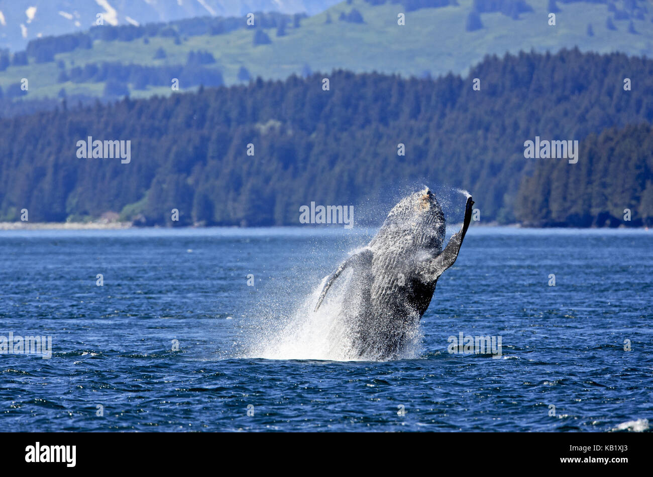 Amérique du Nord, les États-Unis, l'Alaska, l'Islande, Kodiak jumping rorqual à bosse, Megaptera novaeangliae, Banque D'Images