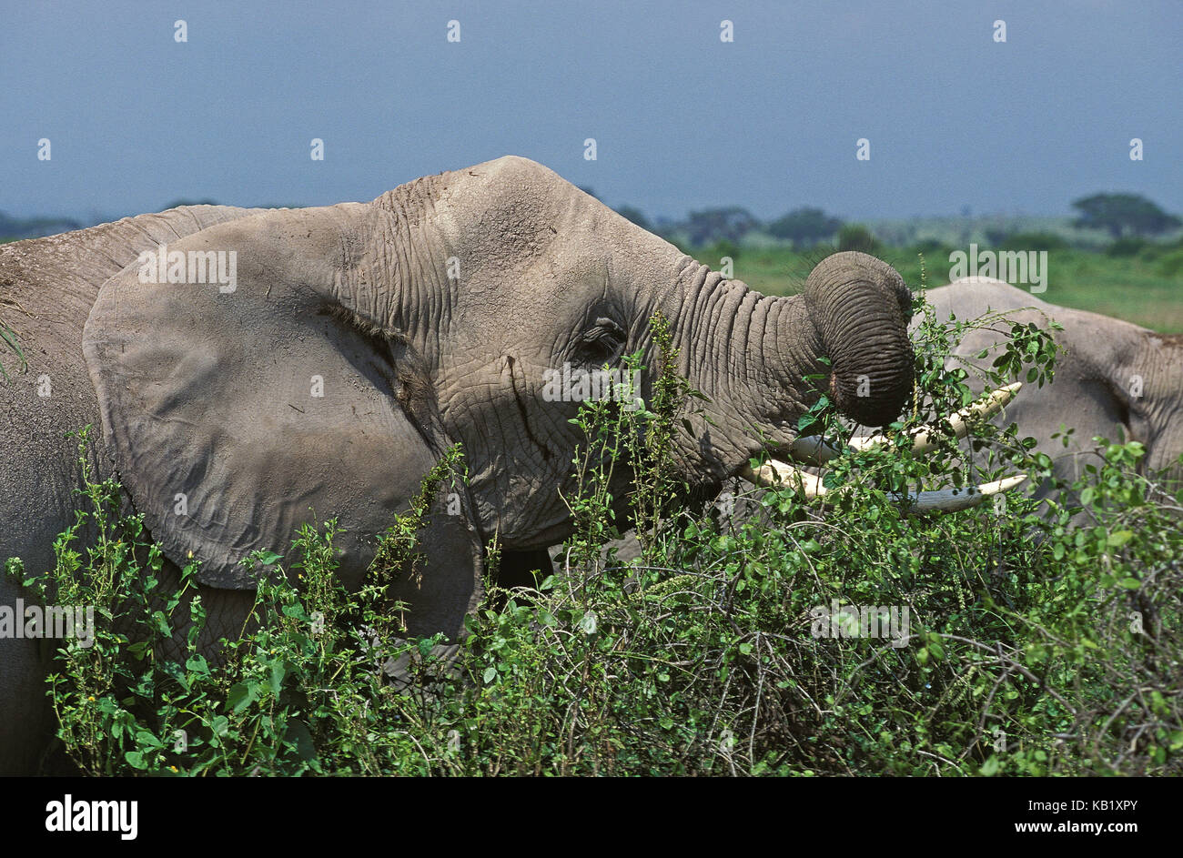 L'éléphant d'Afrique, Loxodonta africana, adulte, manger des plantes, parc de Masai Mara, Kenya, Afrique, Banque D'Images