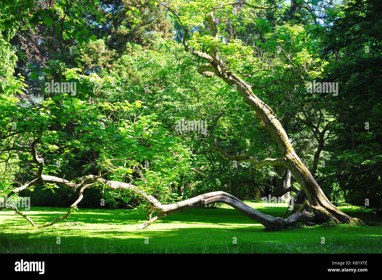 Allemagne, Bade-Wurtemberg, lac de Constance, île mainau, parc, Banque D'Images