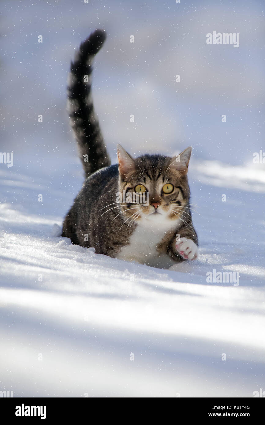 Les chats, neige, courir, jouer animal, animal, chat de maison, ekh, jour, l'un prisonnier en liberté, rayé, tournant dans l'espace, regardez attentivement, vue, curiosité, d'intérêt, enneigées l'hiver, l'hiver, à l'extérieur, la neige profonde, rendez-vous, Wade, chef-sur, Banque D'Images