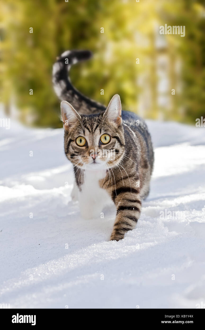 Les chats, neige, courir, jouer animal, animal, chat de maison, ekh, jour, l'un prisonnier en liberté, rayé, tournant dans l'espace, regardez attentivement, vue, curiosité, d'intérêt, enneigées l'hiver, l'hiver, à l'extérieur, la neige profonde, rendez-vous, tête, Banque D'Images