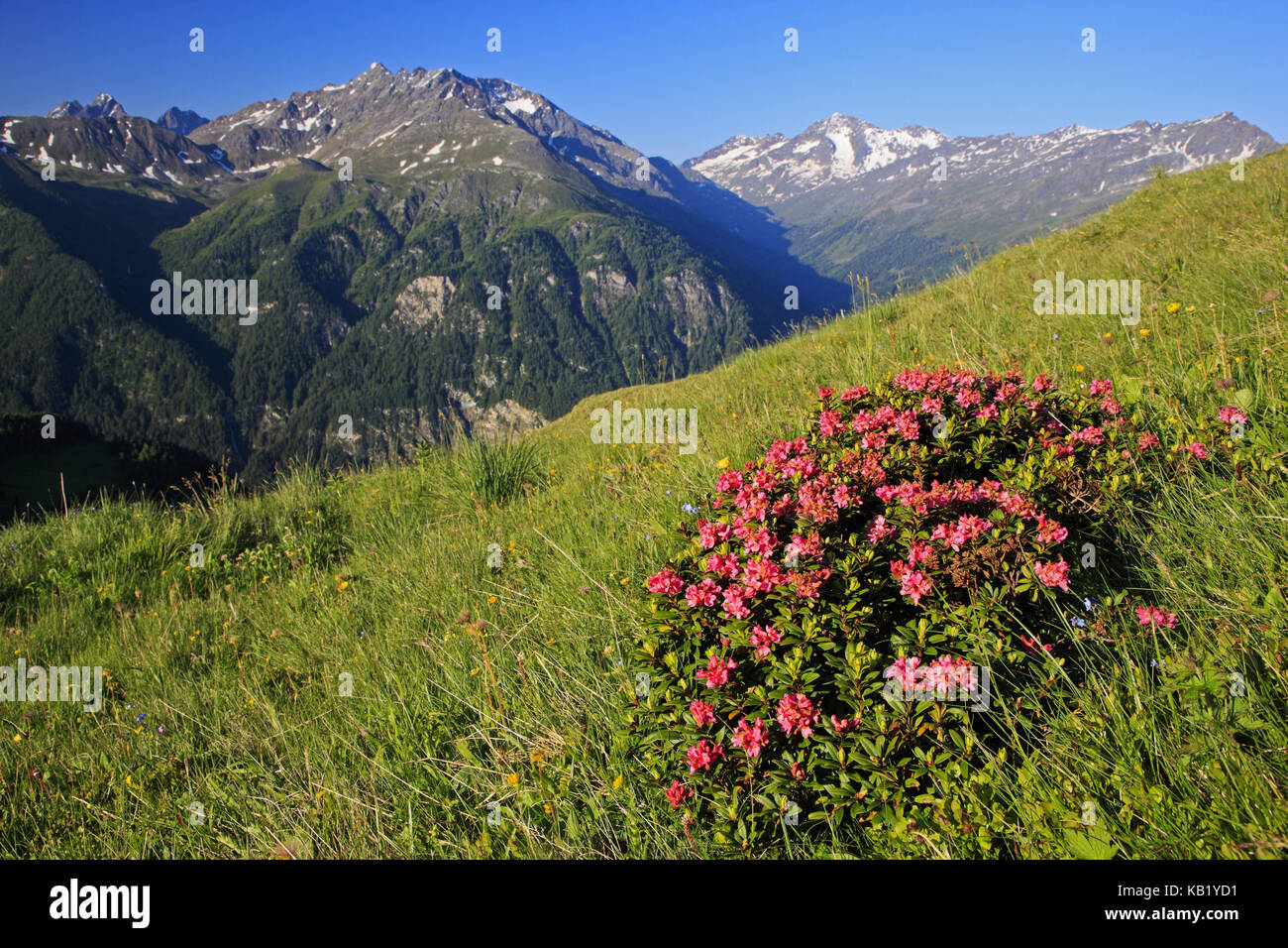 L'Autriche, la Carinthie, Haut Tauern (Hohe Tauern), parc national du Haut Tauern, Grossglockner Hochalpenstrasse, alpine rose, Rhododendron ferrugineum, alpenrose, groupe de piles, Banque D'Images L'Autriche, la Carinthie, Haut Tauern (Hohe Tauern), parc national du Haut Tauern, Grossglockner Hochalpenstrasse, alpine rose, Rhododendron ferrugineum, alpenrose, groupe de piles, Banque D'Images