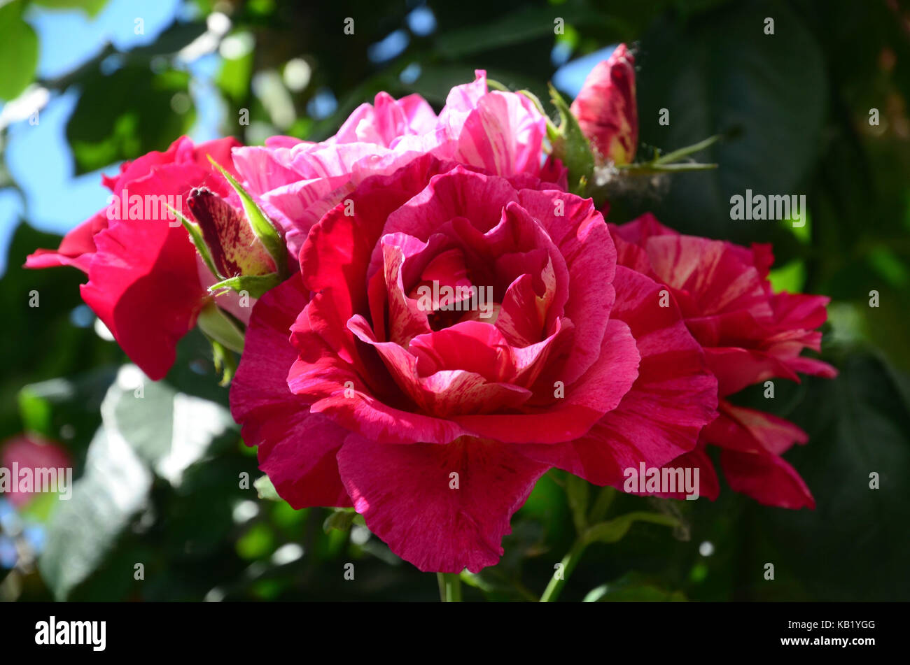 La botanique, fleurs rose, rouge, Banque D'Images