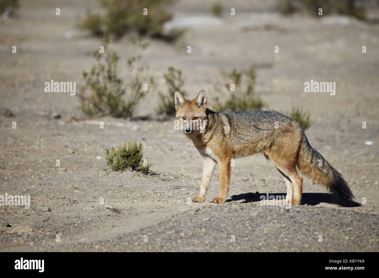 La Bolivie, los lipez, laguna canapa andes, Fox, Banque D'Images