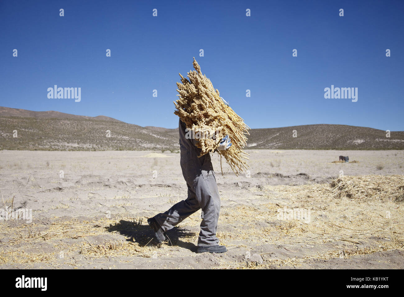 La Bolivie, Salar de Uyuni, le commerce équitable, le quinoa, l'exercice, l'homme, Banque D'Images