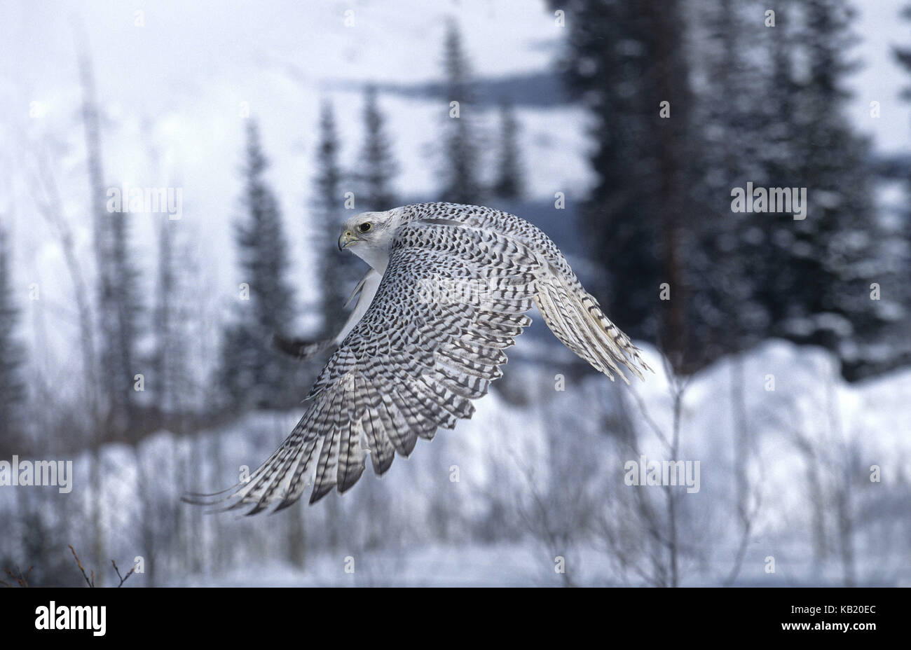 Gerfalke, Falco rusticolus, dans le vol, Canada, Banque D'Images