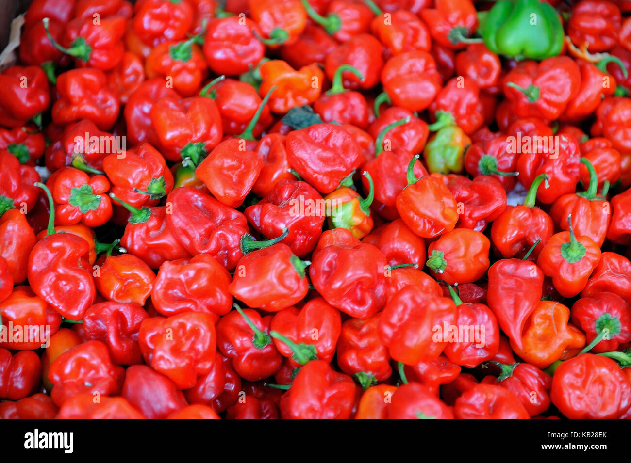 Le habanero peppers, Farmer's Market, Curacao Banque D'Images