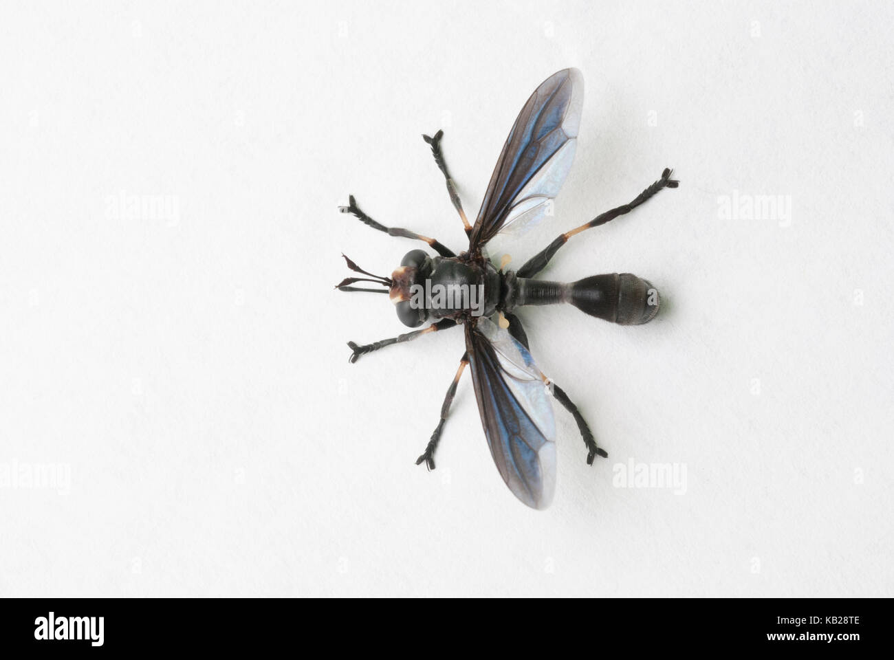 Physocephala tibialis, une politique commune d'épaisseur à leur tête voler. Banque D'Images