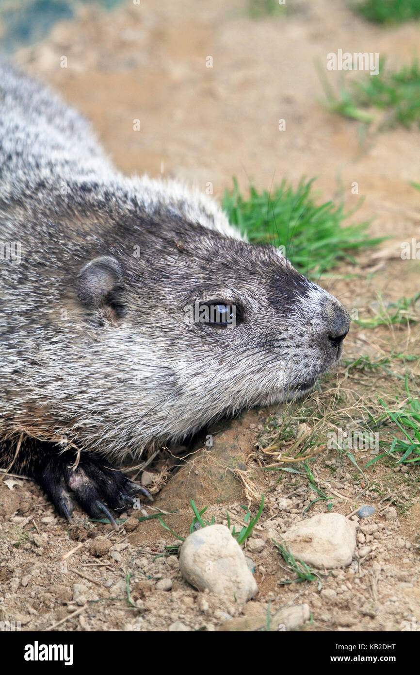 Un Goundhog, Marmota monax, au zoo et musée Space Farms, Sussex County, New Jersey, USA Banque D'Images
