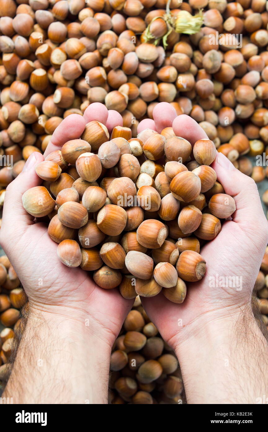 Mains tenant les noisettes sur le dessus d'une pile dans la saison des récoltes Banque D'Images